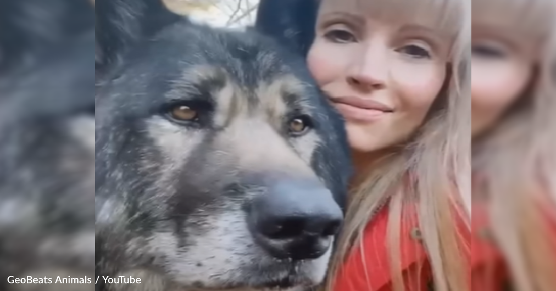 Rescuer Adopts 160-Pound Wolf Dog Named Trouble But He Ends Up Being A Giant Teddy Bear