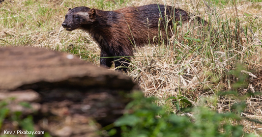 Scientists Confirm Wolverine Sighting In California For The Second Time In 100 Years