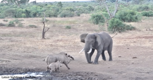 Tourist Captures The Tense Moment An Elephant Fights Mama Rhino For A Spot At The Watering Hole