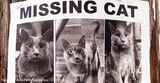 Reddit User Sparks Debate Over Calling On A "Missing Pet" Poster In The Middle Of The Night