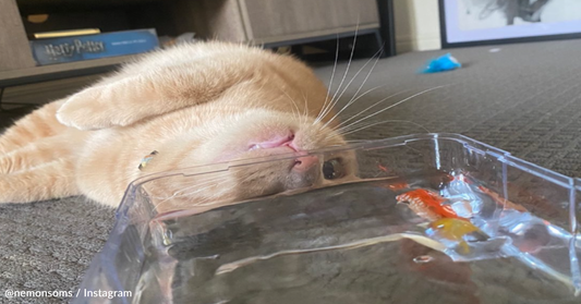 Nemo The Cat Becomes BFFs With New "Nemo" Fish