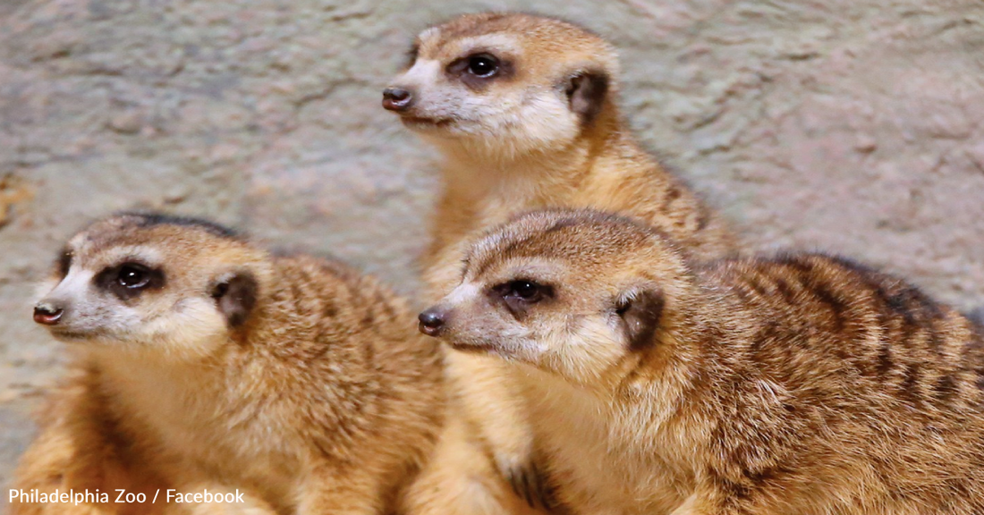 Philadelphia Zoo Investigates Potential Poisoning After Five Of Its Meerkats Suddenly Died