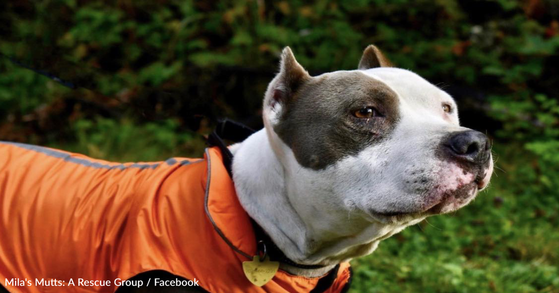 Abused Female Dog Finds Home After 6 Months in Shelter