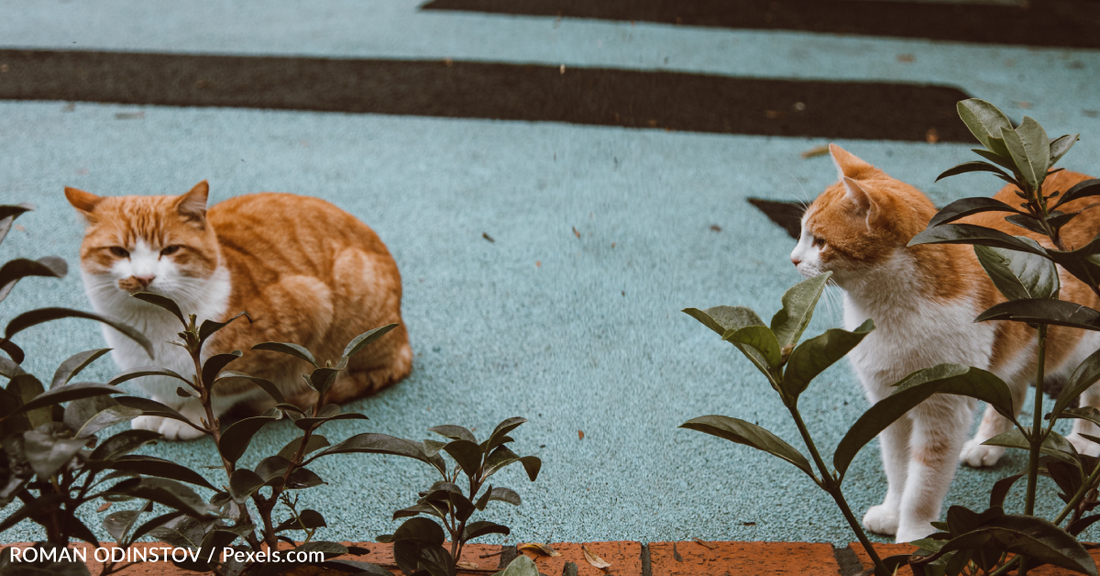 Cat Rescuer Seeks Advice After Secretly Neutering Pet Cat During TNR Program