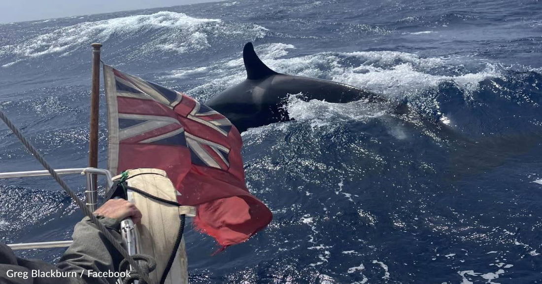 Experts Claim Orcas Are Sinking Boats For Fun And Not Out Of Anger