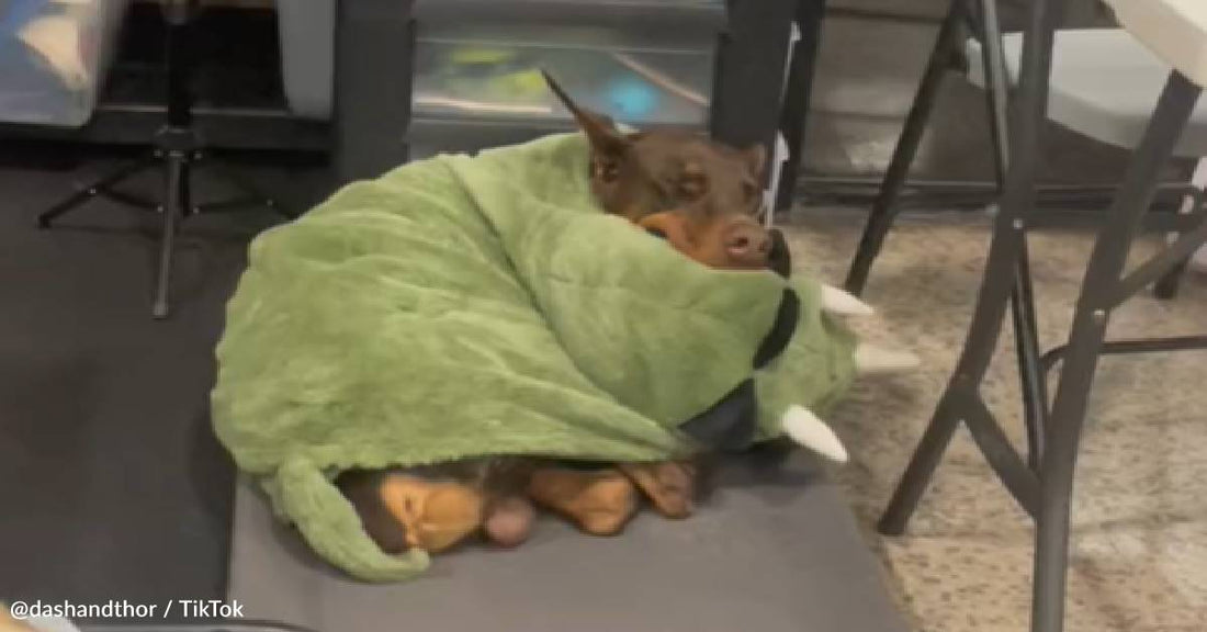 Scary Doberman Loves Cuddling Up With A Blanket