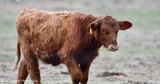 Cattle To Help Restore Mourne Mountains Following Devastating Fire Damage