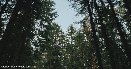 Researchers Discover The Tallest Tree In Asia Hiding In Tibet Forest