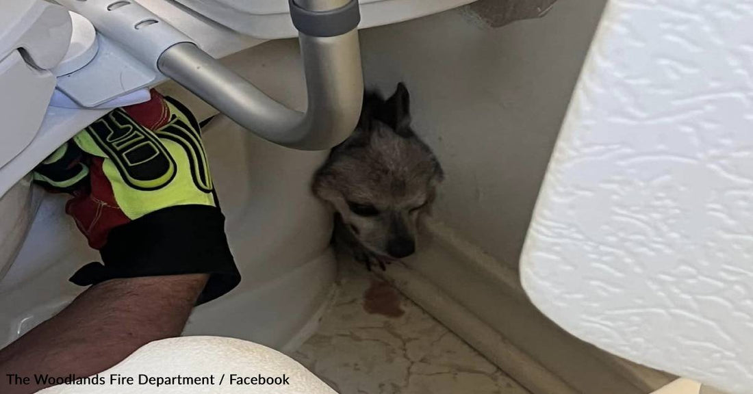 Firefighters Rescue Tiny Dog Trapped Behind Toilet