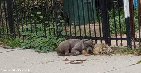 Abandoned Pit Bull Snuggles With His Yorkie Friend While Waiting For Someone To Help Them