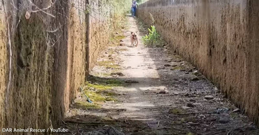 Rescuers Save Stray Dog Trapped In An Irrigation Canal