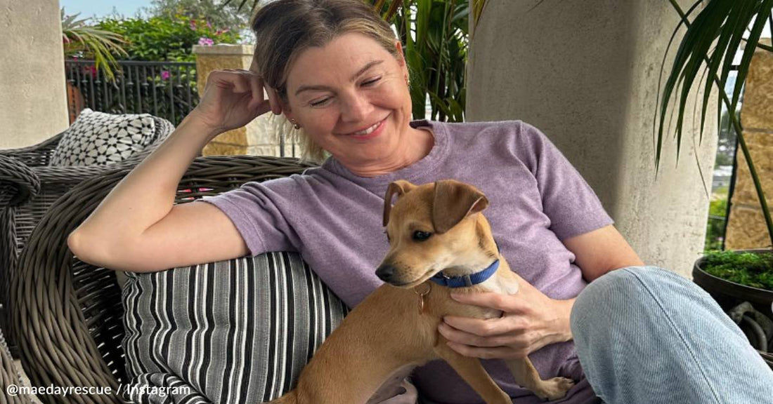 Ellen Pompeo Adopts Sweet Rescue Puppy Named Tom