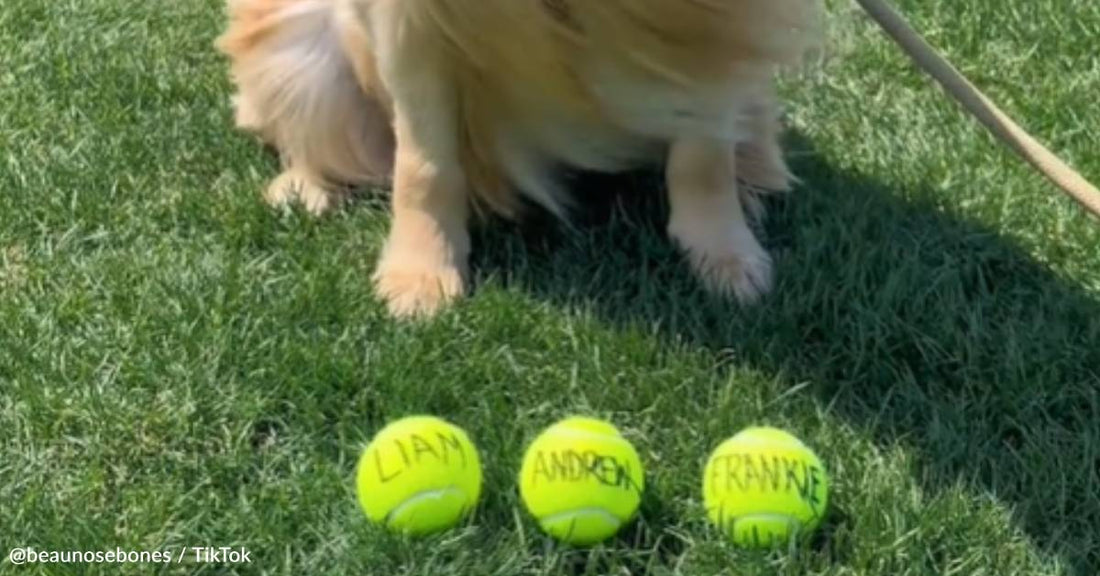 Expecting Parents Let Golden Retriever Pick Out The Baby's Name