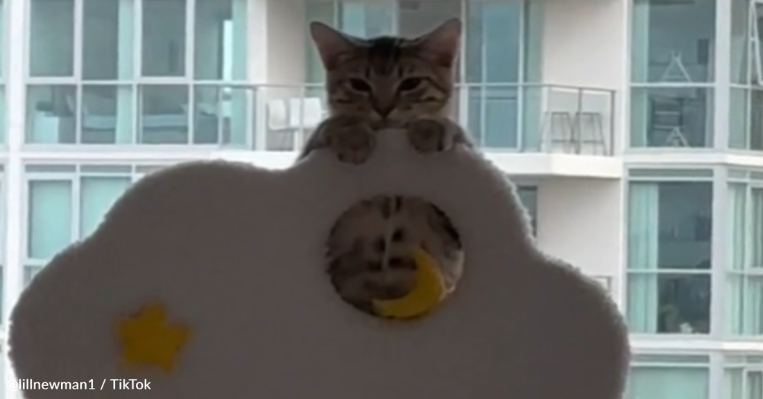 Adorable Kitten Watches Her Owner Make Breakfast Every Morning