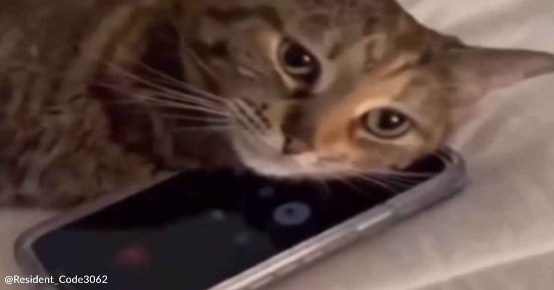 College Student Calls Her Pet Cat To Say Goodnight