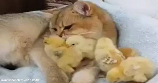 Gentle Cat Snuggles Up With Tiny Chicks In Adorable Viral Video