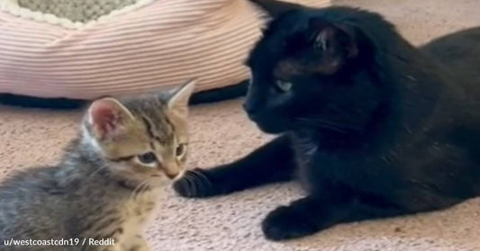 Adopted Feral Cat Takes On The Role Of "Mother" For New Kitten