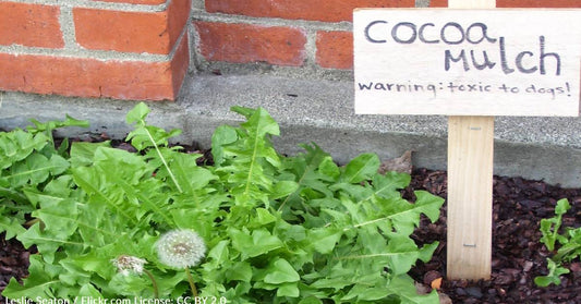 Poison Control Issues Warning Over The Dangers Of 'Chocolate' Mulch