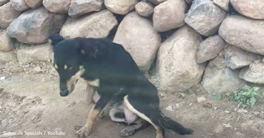 Mama Dog With Broken Spine Loves Running And Playing With Her New Owner