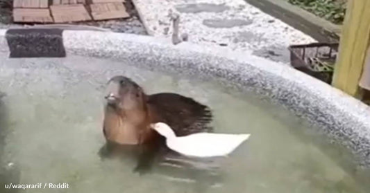 Worried Duck Checks On His Capybara Friend