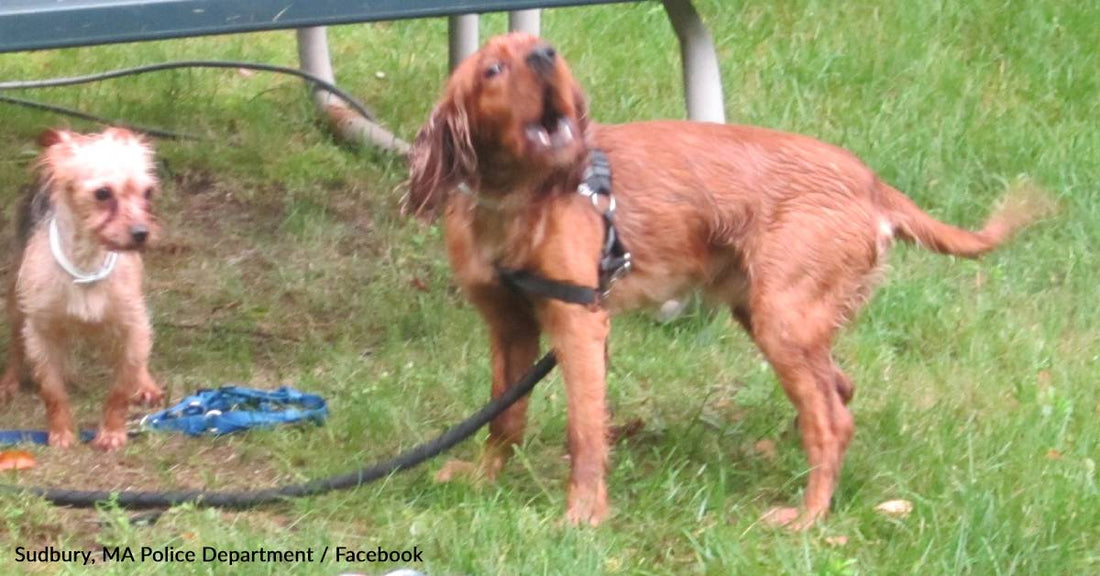 Police Seek Public Help After Officers Find 2 Abandoned Dogs Tied To A Picnic Table