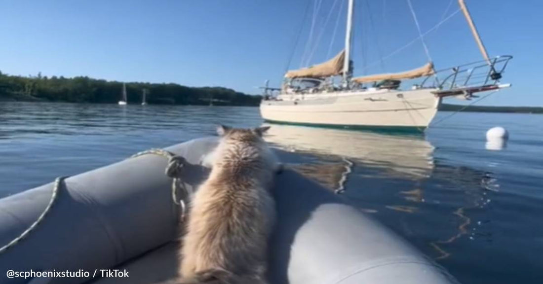 Roger The Boat Cat Learns How To Swim