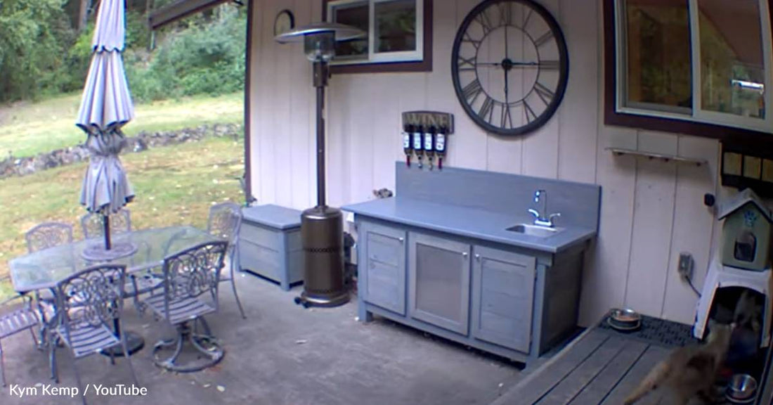 House Cat Protects Home From Bobcat And Chases Her Off