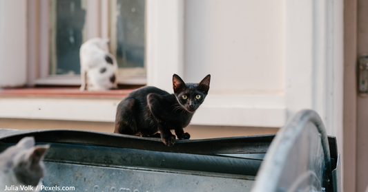 Why Do Cats Stare At Humans?