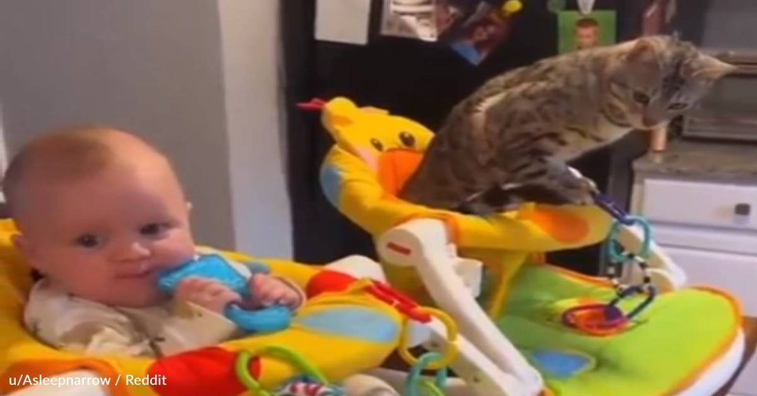 Cat Thinks He's A Baby And Takes Over In His Human Brother's Stuff