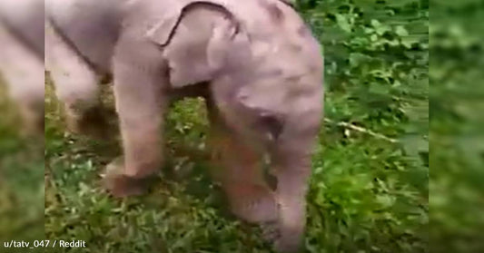 Baby Elephant Follows The Men Who Rescued Her