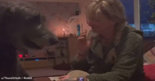 Massive Irish Wolfhound Wants To Be A Lapdog