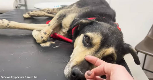 Senior Dog Rescued From Euthanasia Can't Stop Smiling In His New Home