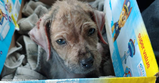 Scared Stray Puppy Transforms After Family Helps Her Off The Streets