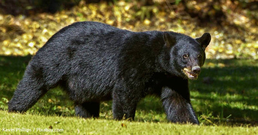 Bear Chases Woman's Dog, So She Punches It In The Face