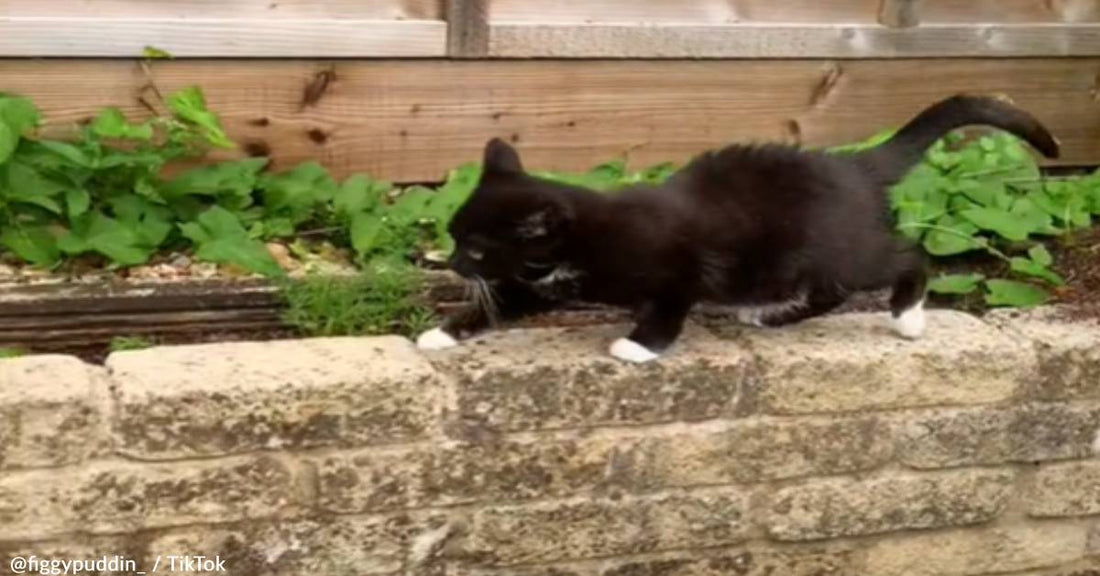 Woman Goes Viral For Adapting Her Yard For Her Dwarf Cat