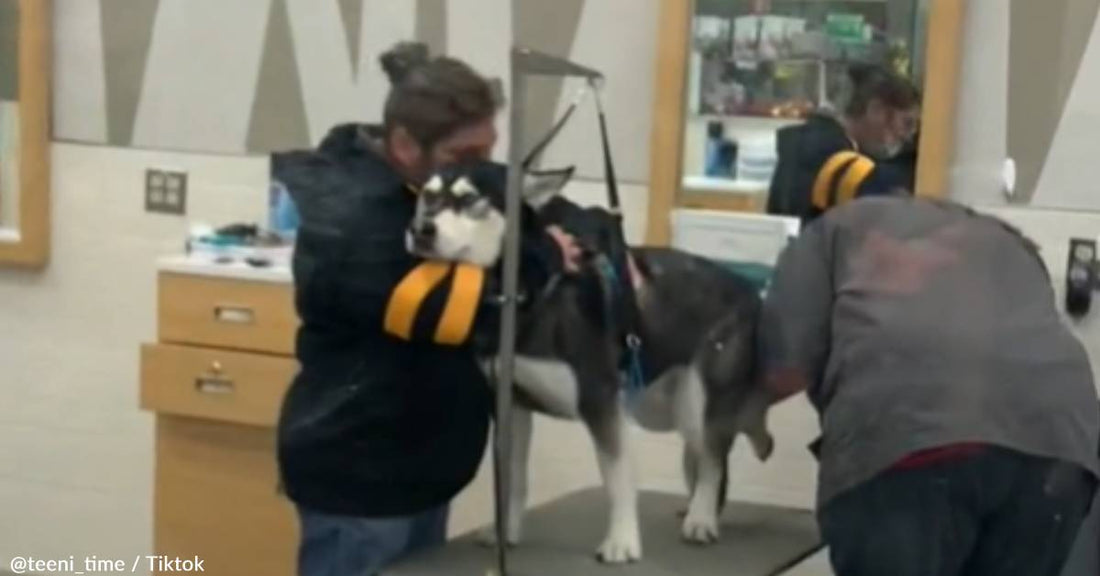 Groomers Go The Extra Mile To Care For Rescue Husky During Haircut