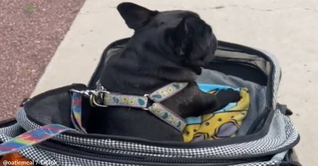 Dog Owner Shares Why A Stroller Is A Must-Have For Her Furbaby