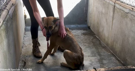 Dog Saved From Euthanasia Can't Stop Playing Like a Puppy Now