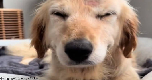 Senior Golden Retriever Can't Stop Smiling After Being Saved From Neglect