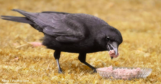 Baby Raven Forms Sweet Morning Routine With Veterinarian Who Rescued Him