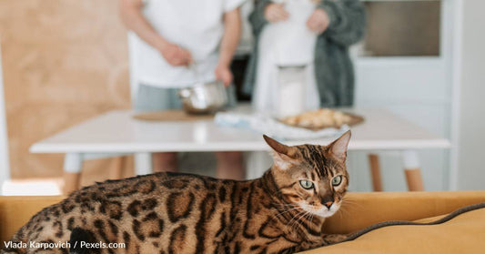 Signs Your Bengal Cat Has A Neurological Disorder