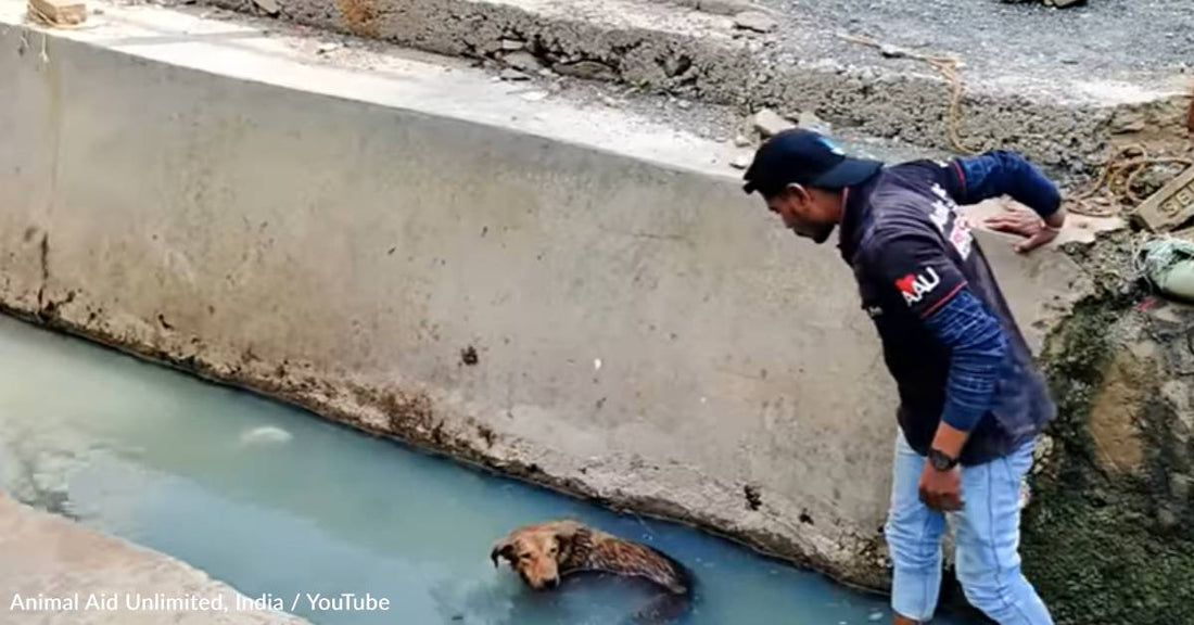 Paralyzed Dog Stuck In Sewage Drain Gets A Second Chance At Life