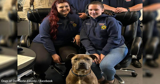 Sheriff Officially Hires Abandoned Shelter Pittie As New "Wellness Officer"