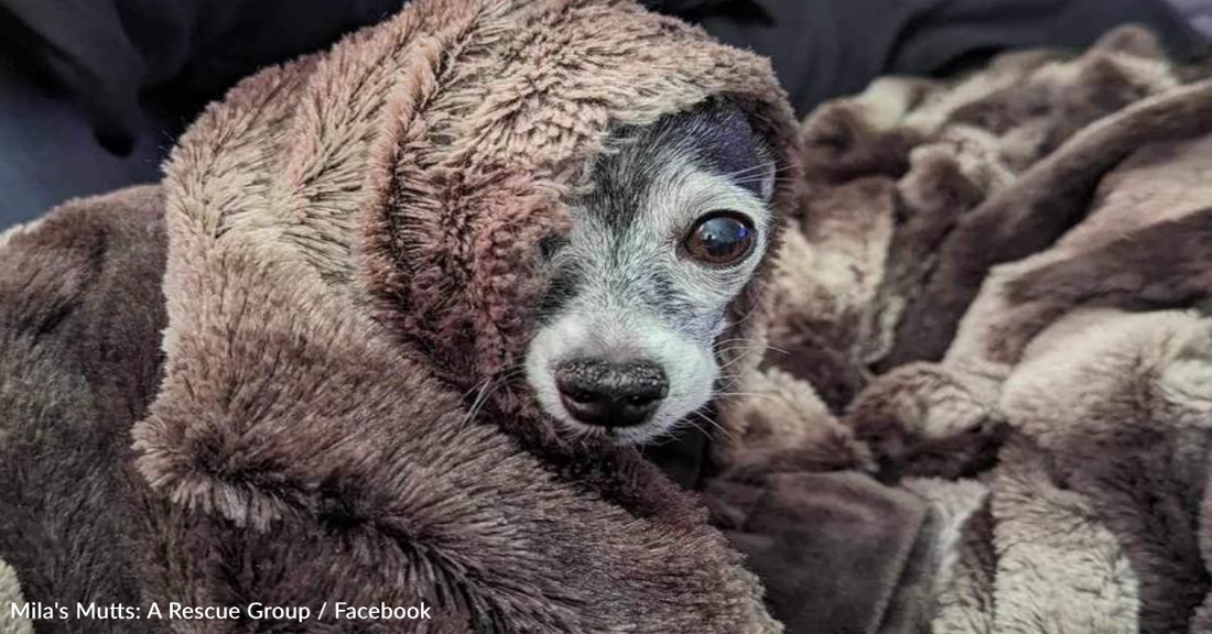 Cuddly Chihuahua Seeks Forever Home After Being Dumped At A Shelter