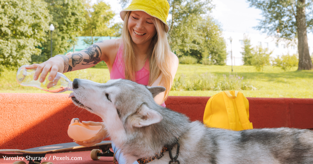 Experts Warn To Monitor Pets During Extreme Heatwaves Across The Country