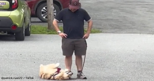 Golden Retriever Throws Massive 'Tantrum' When It's Time To Go Home