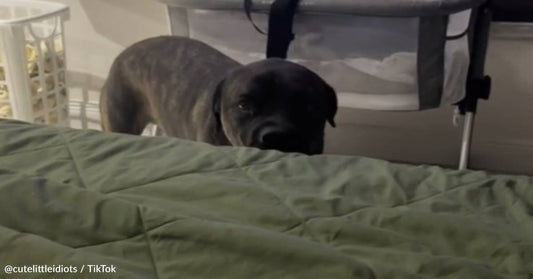 Cane Corso 'Yells' At Mom When She Brings A Newborn Baby Home