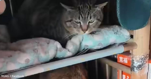 Truck Driver Rescues Three Stray Cats, And Now They Travel The Country Together