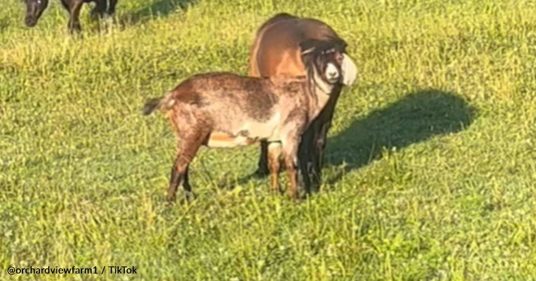 Farmer Helps Goat And Horse Untangle After Goat Gets Stuck In Horse's Tail