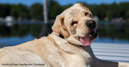 Ronan The 1-Year-Old 'Bucket List Dog' Dies After Suffering Major Stroke